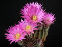 Thumbnail of 1326_Echinocereus weinbergii_20190510(1).JPG